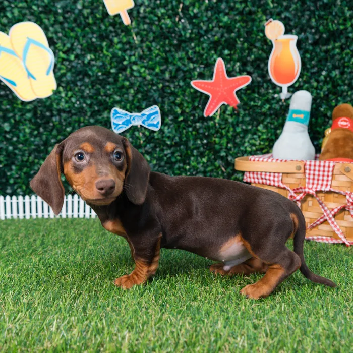Male Dachshund puppy named Kona for sale at Puppy Dreams - Missouri City.