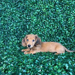 car_main_img_/media/ap_media/pets/ECHQIUCMAXBR152218.webp.250x250_q85.webp