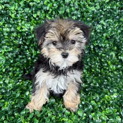 car_main_img_/media/ap_media/pets/EDXEQQFACXOA125109.webp.250x250_q85.webp