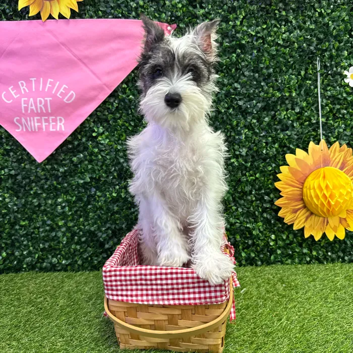 Female Mini Schnauzer puppy named Bloom for sale at Puppy Dreams - Missouri City.