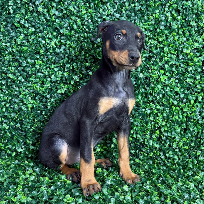 Female Doberman Pinscher puppy named Dobby for sale at Puppy Dreams - Missouri City.