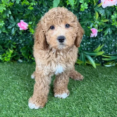Female Mini Goldendoodle puppy named Ophelia for sale at Puppy Dreams - Katy.