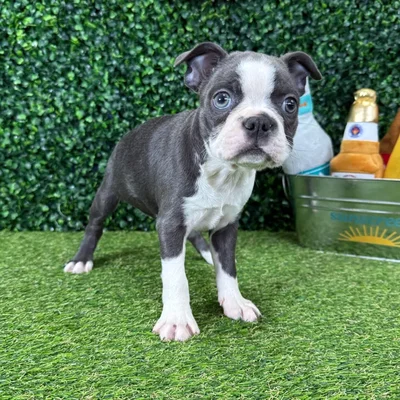 Female Boston Terrier puppy named Molly for sale at Puppy Dreams - Missouri City.