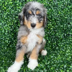 car_main_img_/media/ap_media/pets/EIUJHAQNPZQA126428.webp.250x250_q85.webp
