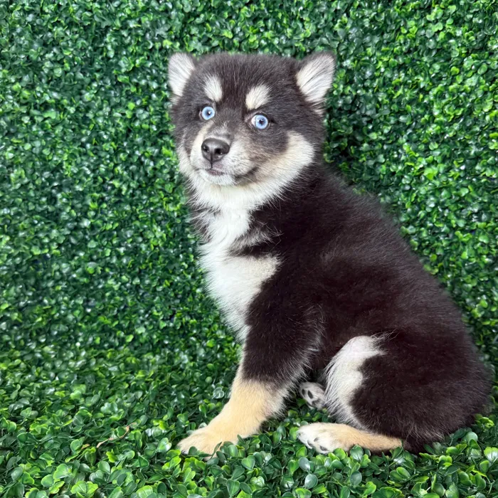 Female Pomsky puppy named Tootsie for sale at Puppy Dreams - Missouri City.
