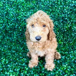 car_main_img_/media/ap_media/pets/EMHGZSALXASQ134588.webp.250x250_q85.webp