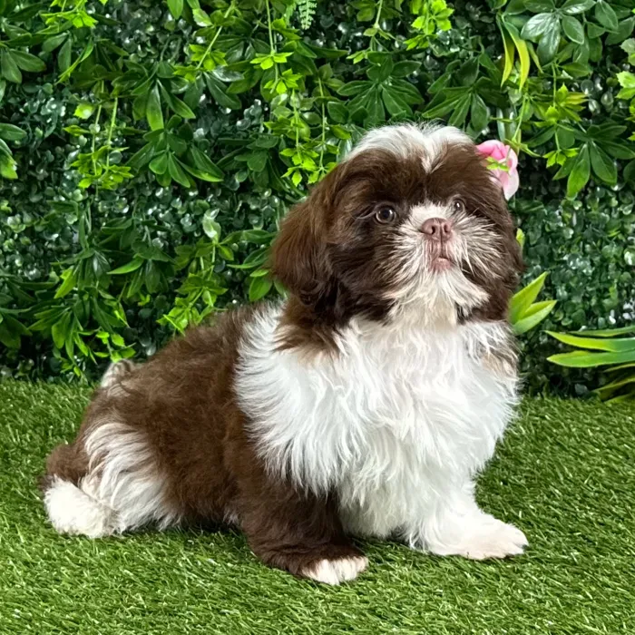 Female Shih Tzu puppy named Ginger for sale at Puppy Dreams - Katy.