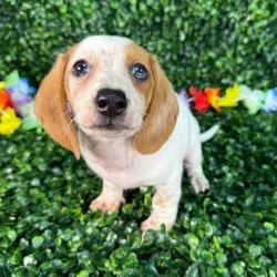 car_main_img_/media/ap_media/pets/ENZRNLXNMFKJ132465.webp.250x250_q85.webp