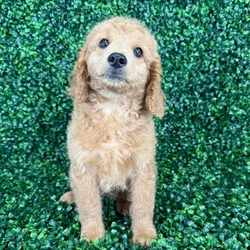 car_main_img_/media/ap_media/pets/EQVVODFPIAUT133390.webp.250x250_q85.webp