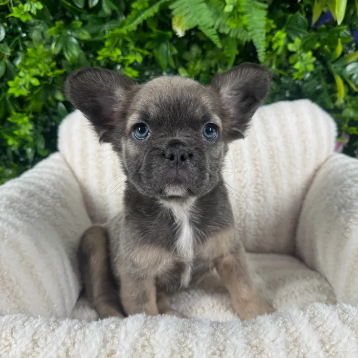 Female Fluffy French Bulldog puppy named Bambi for sale at Puppy Dreams - Katy.