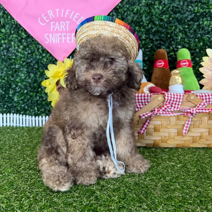 Female Cockapoo puppy named Paloma for sale at Puppy Dreams - Missouri City.