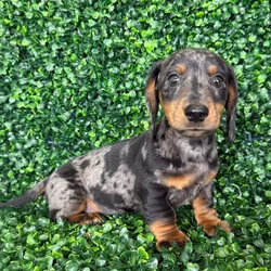 car_main_img_/media/ap_media/pets/EVVGSINKQPPI385605.webp.250x250_q85.webp