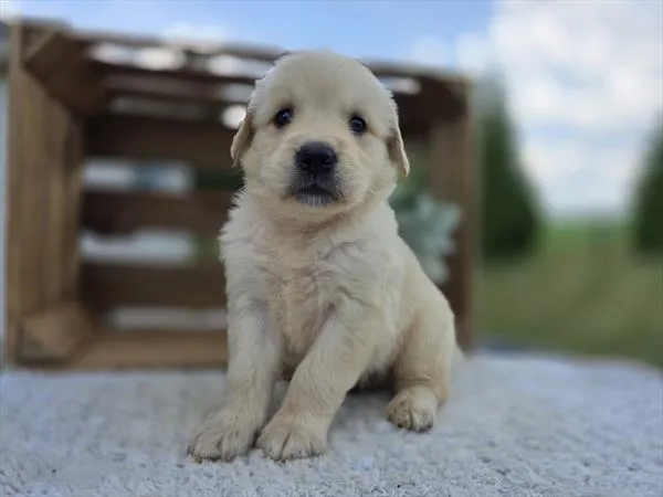 Male Golden Retriever puppy for sale at Puppy Dreams - Missouri City.