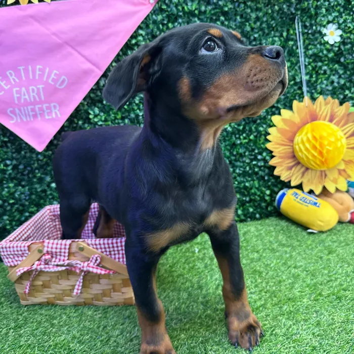 Male Rottweiler puppy named Tae for sale at Puppy Dreams - Missouri City.