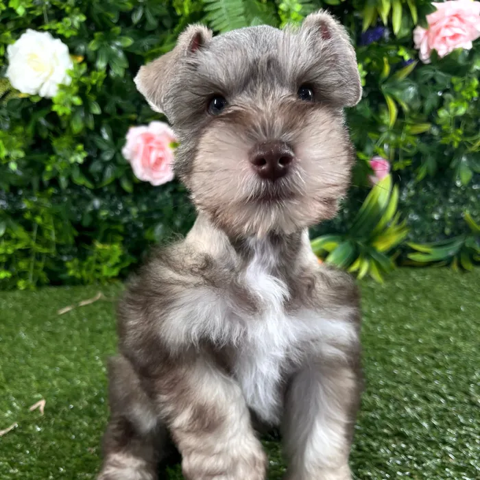 Male Mini Schnauzer puppy named Stetson for sale at Puppy Dreams - Katy.