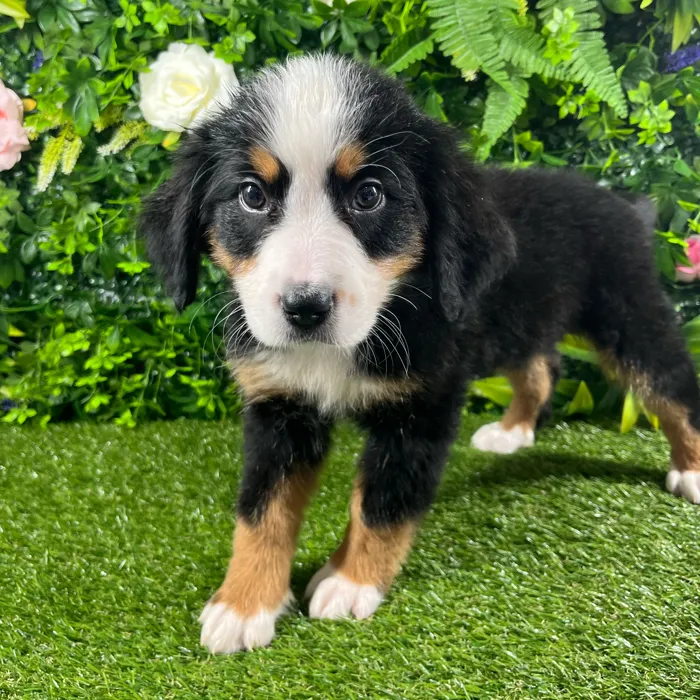 Female Bernese Mountain Dog puppy named Cleo for sale at Puppy Dreams - Katy.