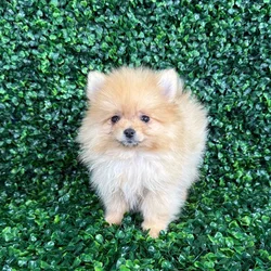 car_main_img_/media/ap_media/pets/EZPOHIYKBJZN125064.webp.250x250_q85.webp