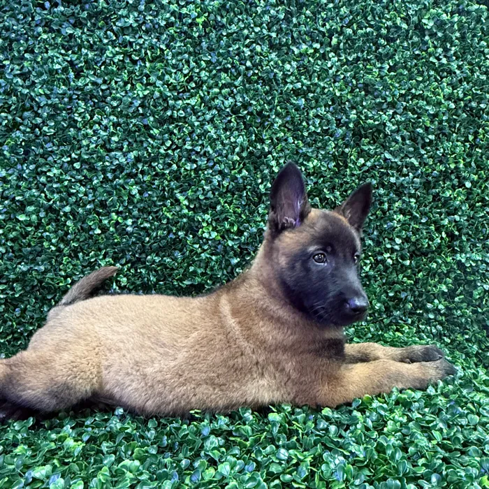 Male Belgian Malinois puppy named Espresso for sale at Puppy Dreams - Missouri City.