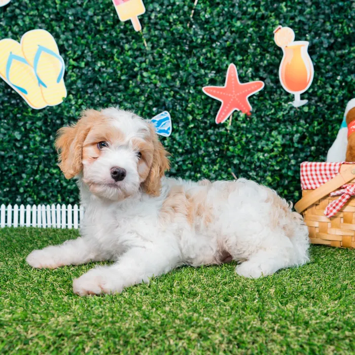 Male Cavachon puppy named Gus for sale at Puppy Dreams - Missouri City.