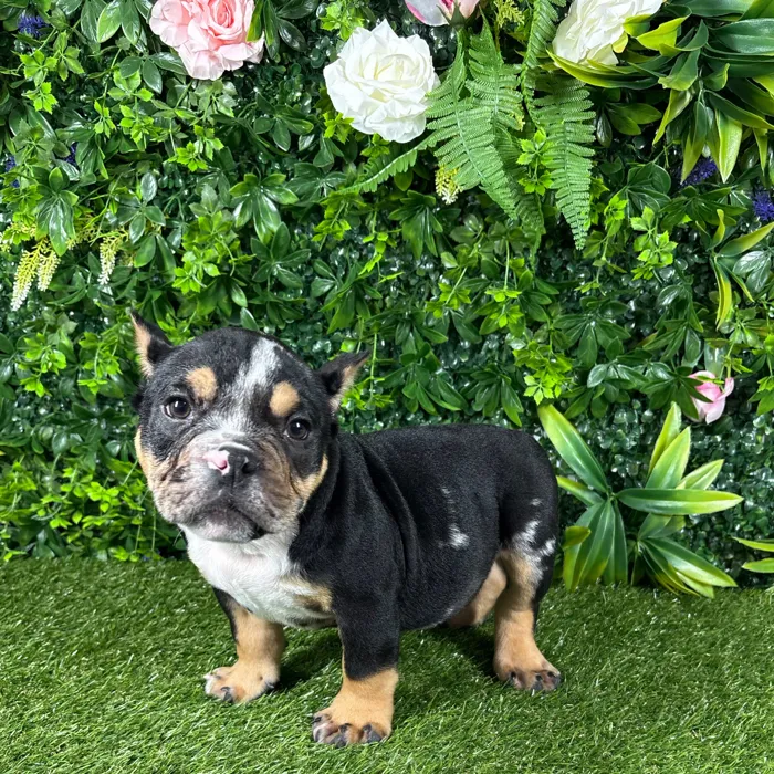 Male American Bully puppy named Rio for sale at Puppy Dreams - Katy.