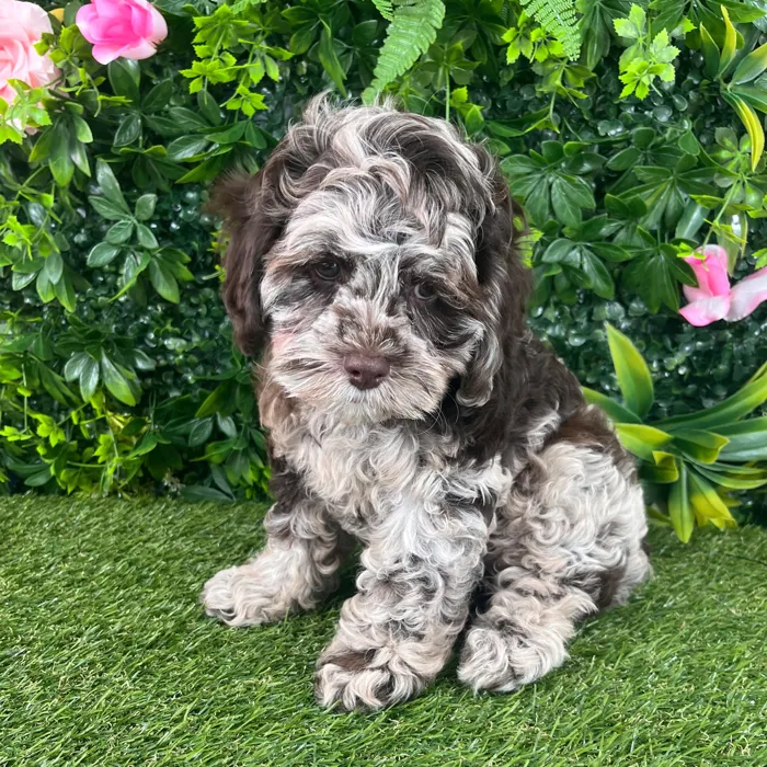 Male Cockapoo puppy named Remington for sale at Puppy Dreams - Katy.
