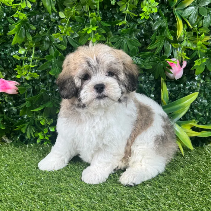 Male Teddy Bear puppy named Dex for sale at Puppy Dreams - Katy.