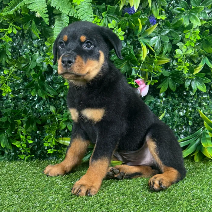 Male Rottweiler puppy for sale at Puppy Dreams - Katy.