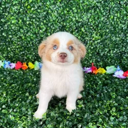 car_main_img_/media/ap_media/pets/FJJYBZQDNALR132446.webp.250x250_q85.webp