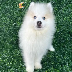 car_main_img_/media/ap_media/pets/FKONTUFAZXJJ122783.webp.250x250_q85.webp
