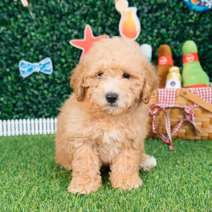 Male Bichon-Poodle puppy named Cannoli for sale at Puppy Dreams - Missouri City.