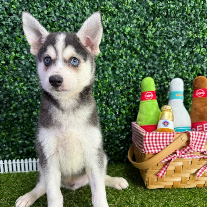 Male Alaskan Klee Kai puppy named Appa for sale at Puppy Dreams - Missouri City.