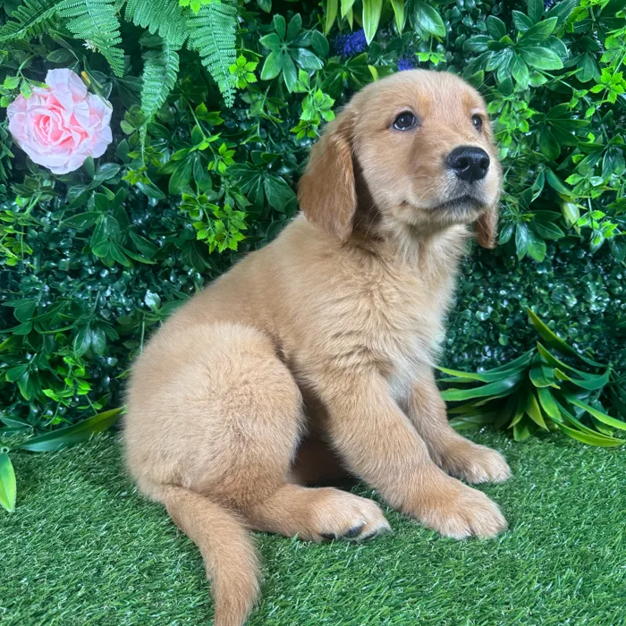 Female Golden Retriever puppy for sale at Puppy Dreams - Katy.