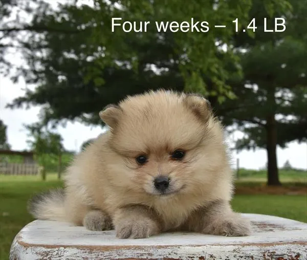 Male Pomeranian puppy for sale at Puppy Dreams - Missouri City.