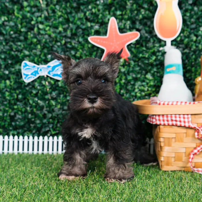 Male Mini Schnauzer puppy named Loki for sale at Puppy Dreams - Missouri City.