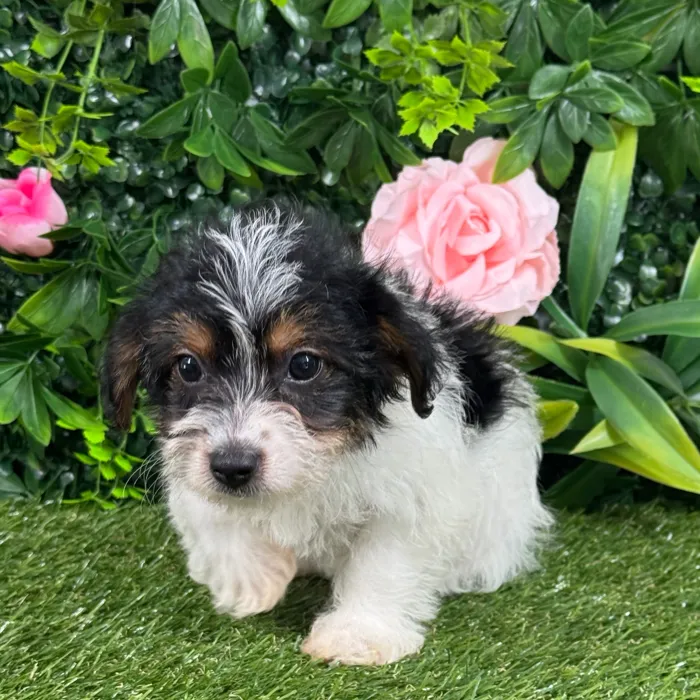 Female Yorkie-Poo puppy named Paris for sale at Puppy Dreams - Katy.