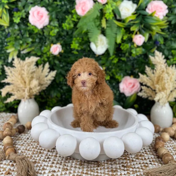 Female Mini Poodle puppy named Nana for sale at Puppy Dreams - Katy.
