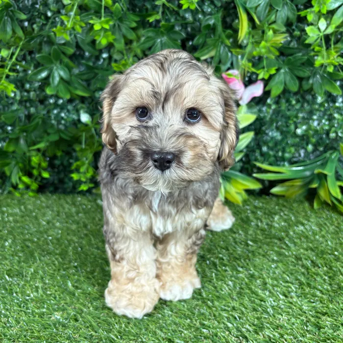 Male Cockapoo puppy named Wiley for sale at Puppy Dreams - Katy.