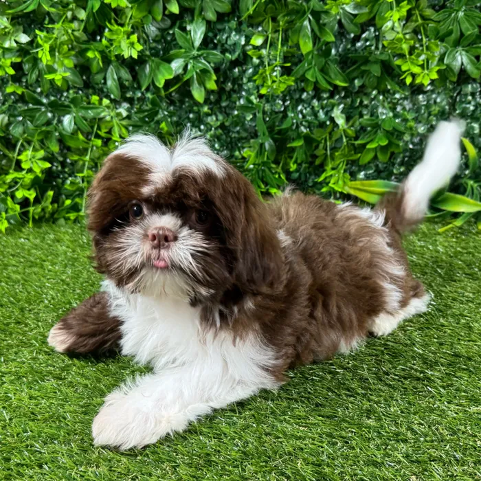 Female Shih Tzu puppy named Ginger for sale at Puppy Dreams - Katy.