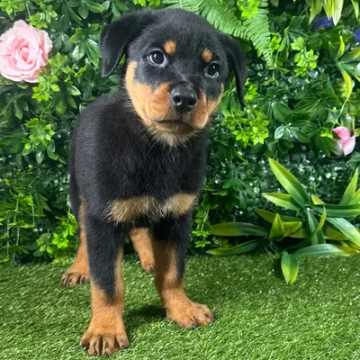 Male Rottweiler puppy for sale at Puppy Dreams - Katy.
