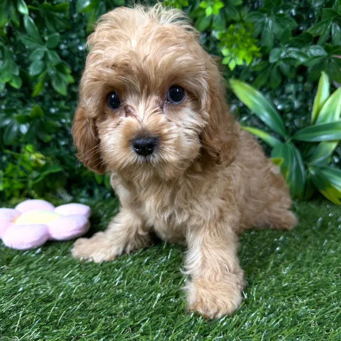 Female Cavapoo puppy named Fiji for sale at Puppy Dreams - Katy.
