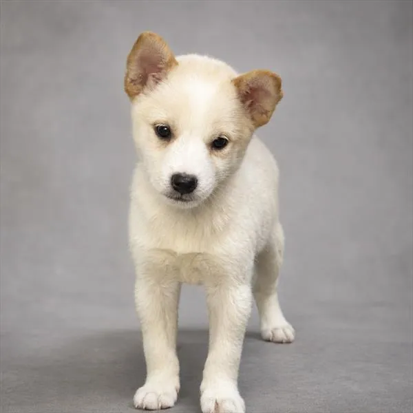 Male Shiba Inu puppy for sale at Puppy Dreams - Missouri City.