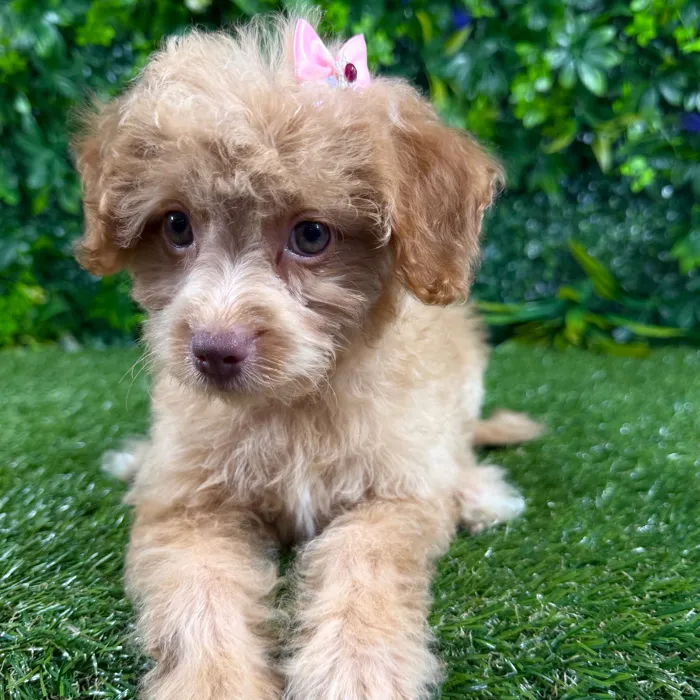 Female Havapoo puppy named Bali for sale at Puppy Dreams - Katy.