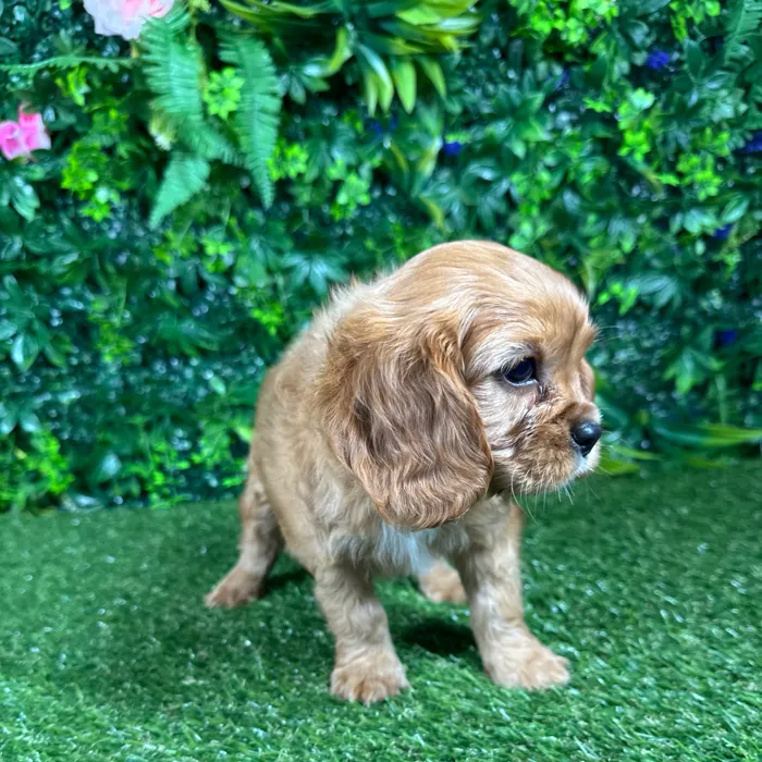 Male Cavalier King Charles Spaniel puppy named Leo for sale at Puppy Dreams - Katy.