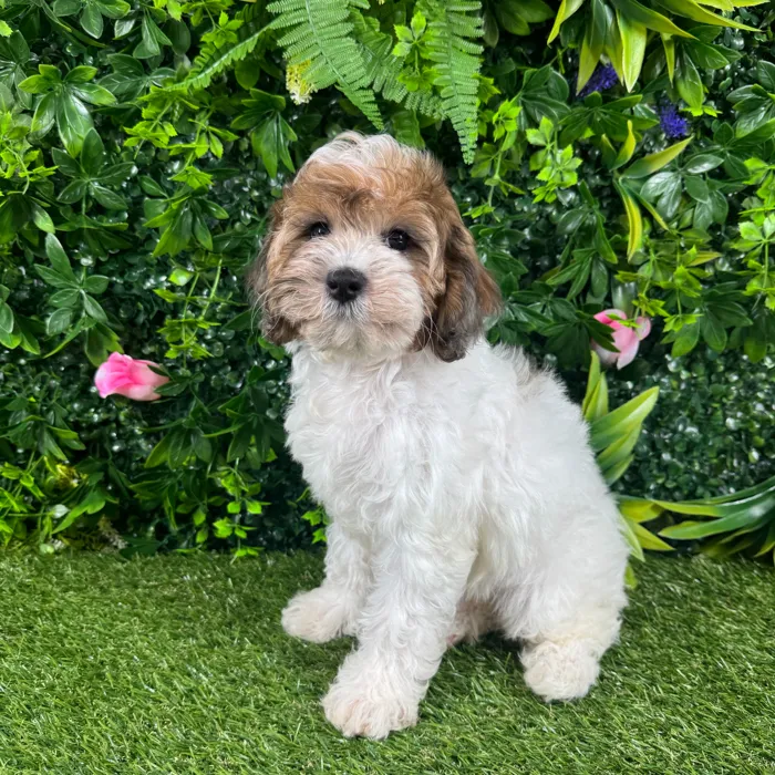 Female Cockapoo puppy named Sadie for sale at Puppy Dreams - Katy.