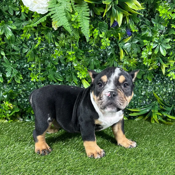 Male American Bully puppy named Rio for sale at Puppy Dreams - Katy.