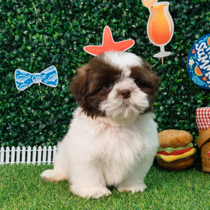 Male Malshi puppy named Finn for sale at Puppy Dreams - Missouri City.