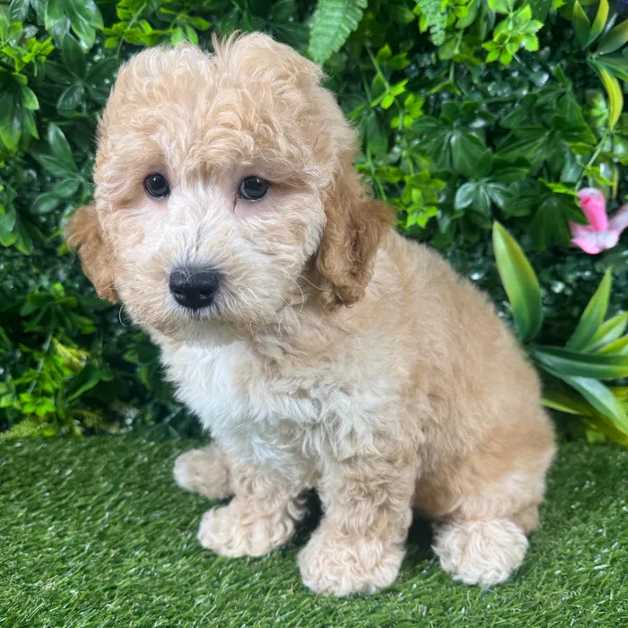 Male Mini Goldendoodle puppy for sale at Puppy Dreams - Katy.