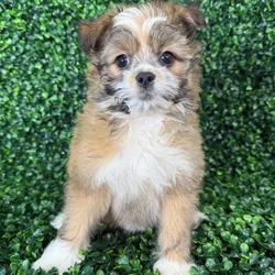 car_main_img_/media/ap_media/pets/GYQTUBYAAUPO380583.webp.250x250_q85.webp