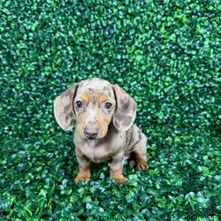 car_main_img_/media/ap_media/pets/HASPSRWCFACS140508.webp.250x250_q85.webp