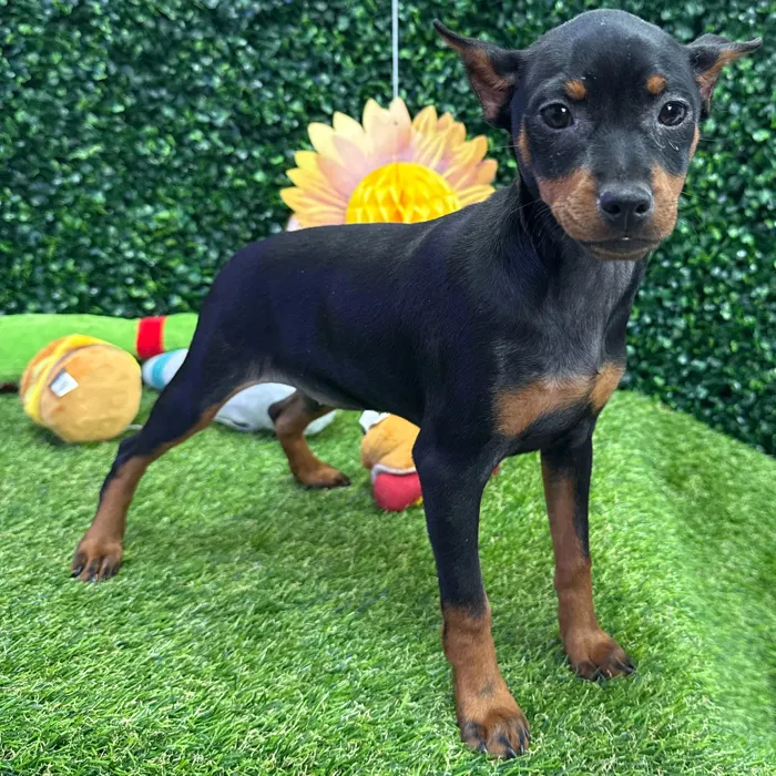 Female Min Pin puppy named Brittany for sale at Puppy Dreams - Missouri City.